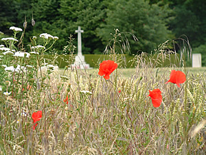 Poppies growing near Connaught British Military cemetery on the old Somme battlefield.