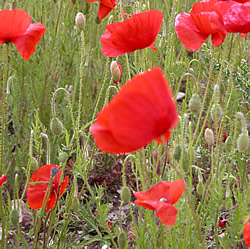 Poppies