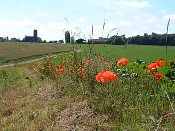Poppies on the Somme battlefield at Thiepval