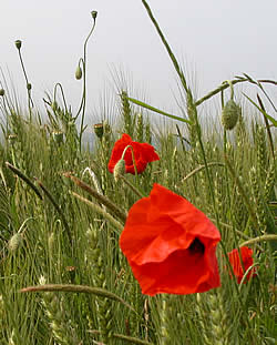 Flanders corn poppies near Thiepval.