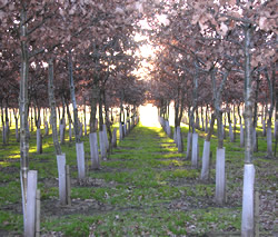 An avenue of trees at the National Memorial Arboretum.