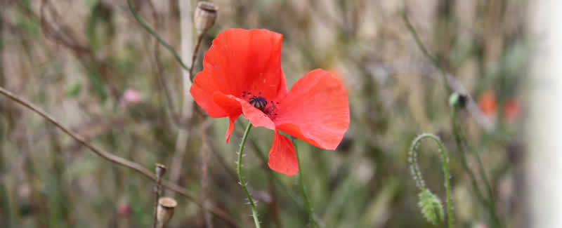 Poppy growing on the Somme battlefield near Thiepval Memorial to the Missing.
