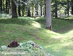 Cratered ground in Delville Wood, Longueval