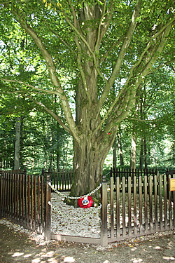 The Last Tree at Delville Wood, Longueval