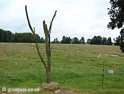 The Danger Tree survives as a petrified tree in the Newfoundland Memorial Park.
