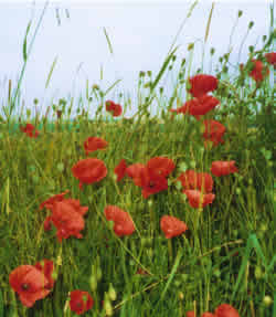 Flanders poppies