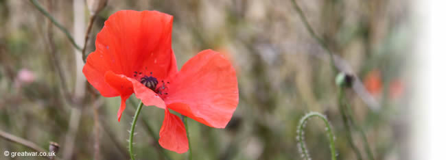 Poppy photographed on the First World War battlefield of the Somme near the Thiepval Memorial to the Missing.