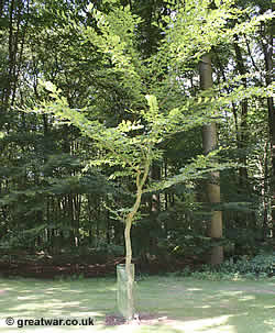 Tree planted in Delville Wood in memory of Corporal Davies, VC and Private Hill, VC.