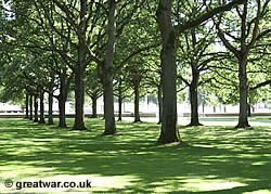 Oak trees lining the central avenue at Delville Wood.