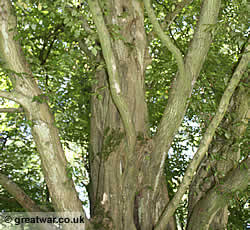 The Last Tree at Delville Wood, Longueval