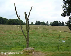 The petrified tree known as the Danger Tree