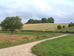 Trees on the lip of the Hawthorn mine crater, Beaumont Hamel.