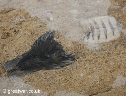 Fossils in the limestone steps at the Thiepval Memorial.