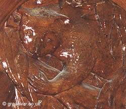 Wood carving of a koala bear in the Victoria School hall.