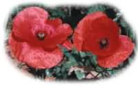 Flanders poppies