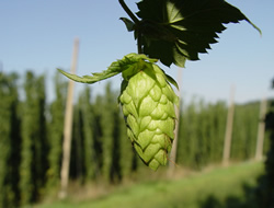Hops (Commons Wikimedia)