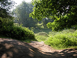 The ground at Hill 60 has been left more or less as it was at the end of the war. &copy;www.greatwar.co.uk