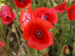 Red poppy.