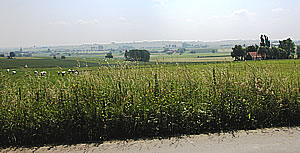 View looking in a south-easterly direction towards Wulverghem village in the middle distance on the left of the photo.